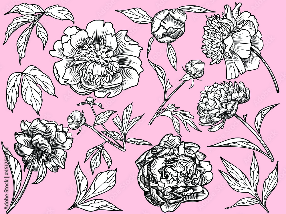 Vector graphics, a collection of images of peonies. Realism. Design element, clipart. Vector graphics, a collection of images of peonies. Realism. Design element, clipart.