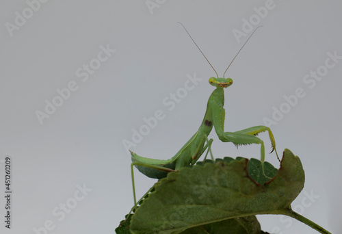 European green praying mantis on a white background 