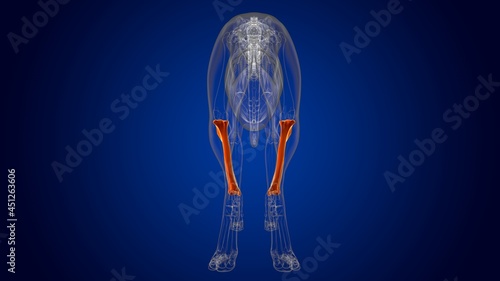 Tibia Bones Dog skeleton Anatomy For Medical Concept 3D