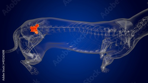 Fototapeta Naklejka Na Ścianę i Meble -  Sacrum Bone Dog skeleton Anatomy For Medical Concept 3D