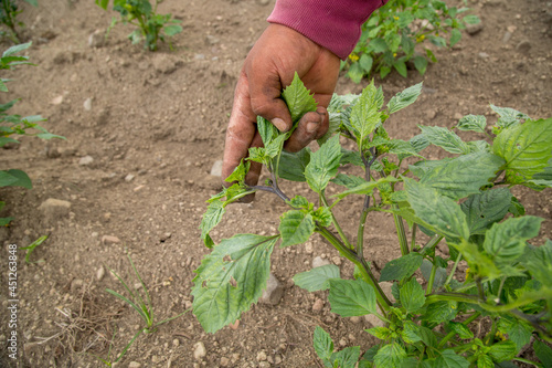 hand holding a organic tomatillos in the field