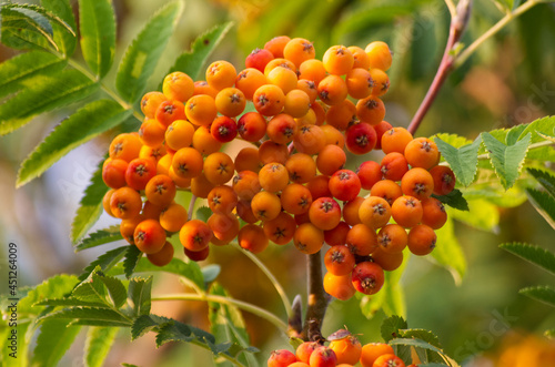 Berries of a Mountain Ash Tree