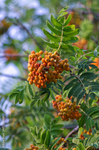Berries of a Mountain Ash Tree