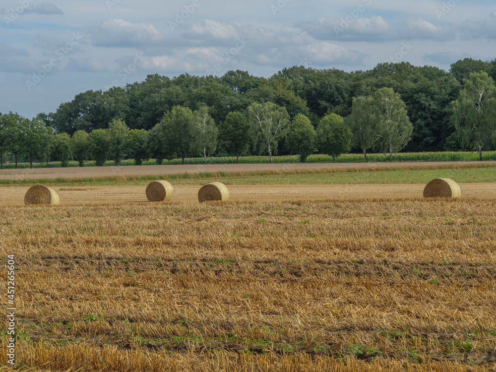 Fototapeta premium Wiesen und Felder bei Winterwijk in den Niederlanden