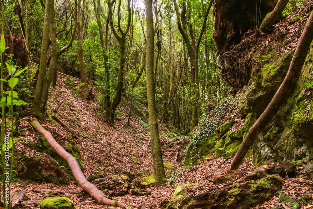 Obraz premium Árboles en el bosque de Agua García, isla de Tenerife