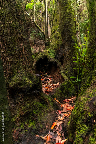 Tronco de árbol en el bosque de Agua García, isla de Tenerife