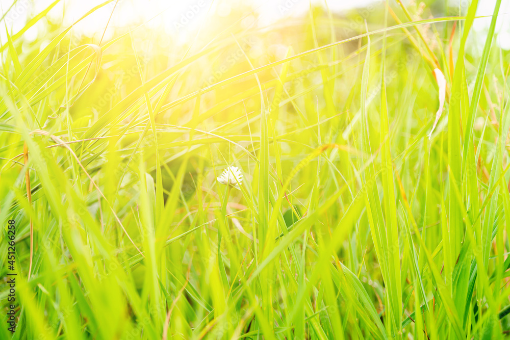 The soft focus of green grass and sunlight, Blurred grass green background, close-up pictures of leaves in a tropical garden, blurred green background, fresh green lawn with morning sun.