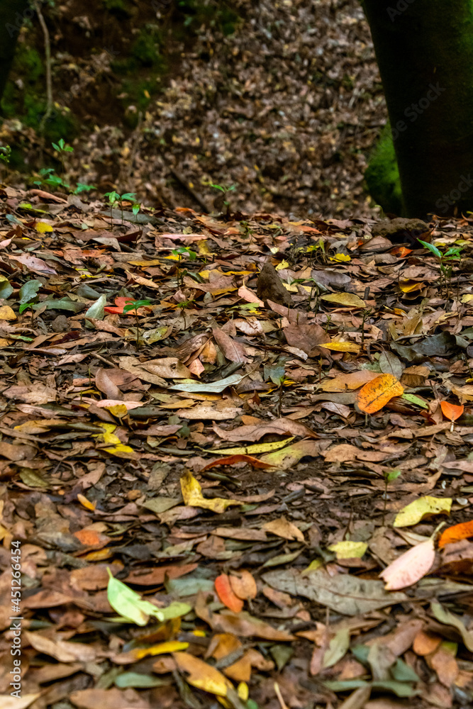 Obraz premium Hojas caídas al suelo en el bosque de Agua García, isla de Tenerife
