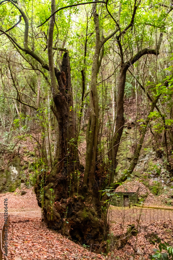 Fototapeta premium Tronco de árbol en el bosque de Agua García, isla de Tenerife