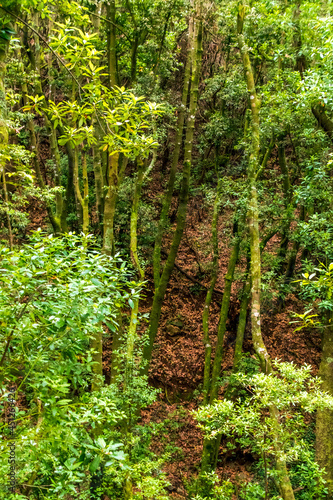 Árboles en el bosque de Agua García, isla de Tenerife