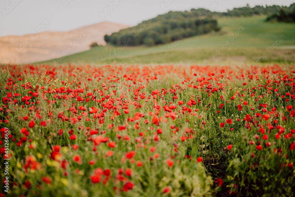a field of poppies in andalusia spain