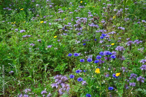 A group of blue cornflowers growing in a field