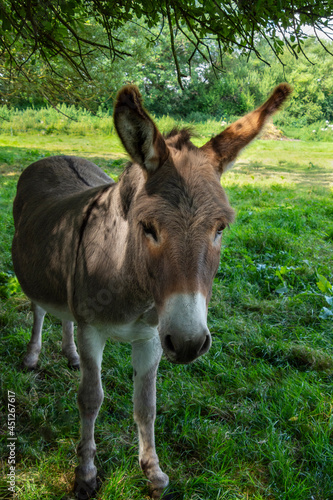 A donkey relaxing in the summer sunshine