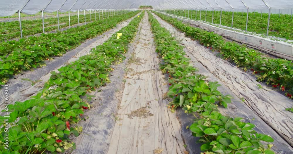 Farm field with green strawberry bushes growing in rows. Sweet organic berries ripen outdoors. Harvesting concept. Farm field with green strawberry bushes growing in rows. Sweet organic berries ripen outdoors. Harvesting concept.