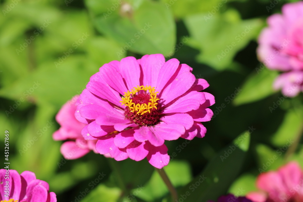 Fototapeta premium Beautiful Zinnia Flower Close Up