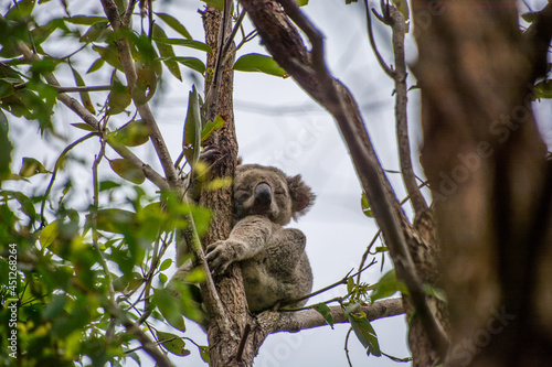 Photography Koala Bear in the branches of a eucalyptus tree in the Noosa National Park, Queensland, Australia