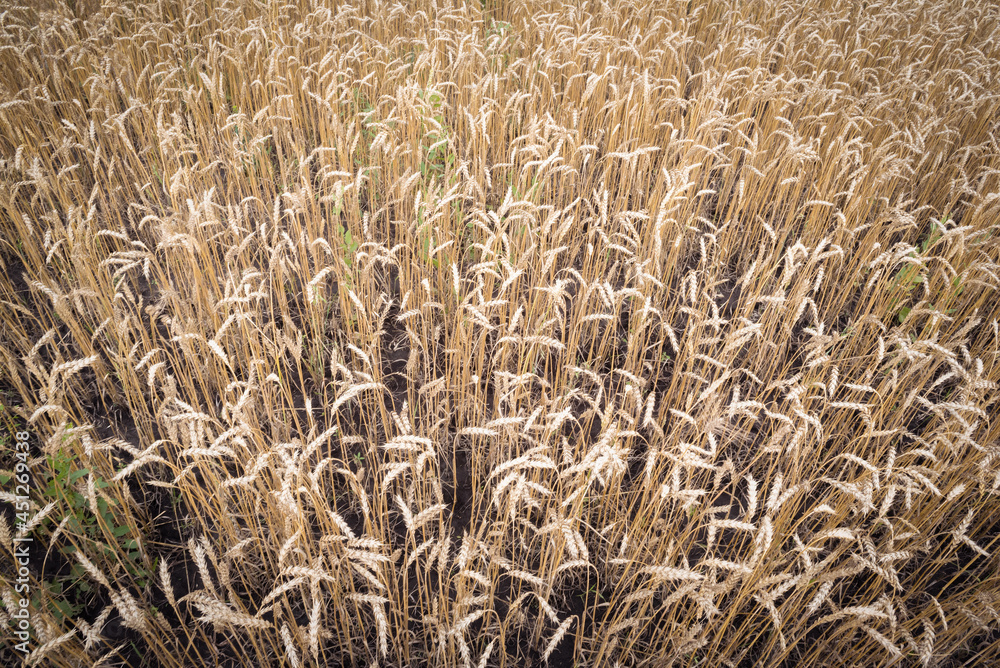 Wheat ears background. Wheat field. Top view. Wheat ears background. Wheat field. Top view.