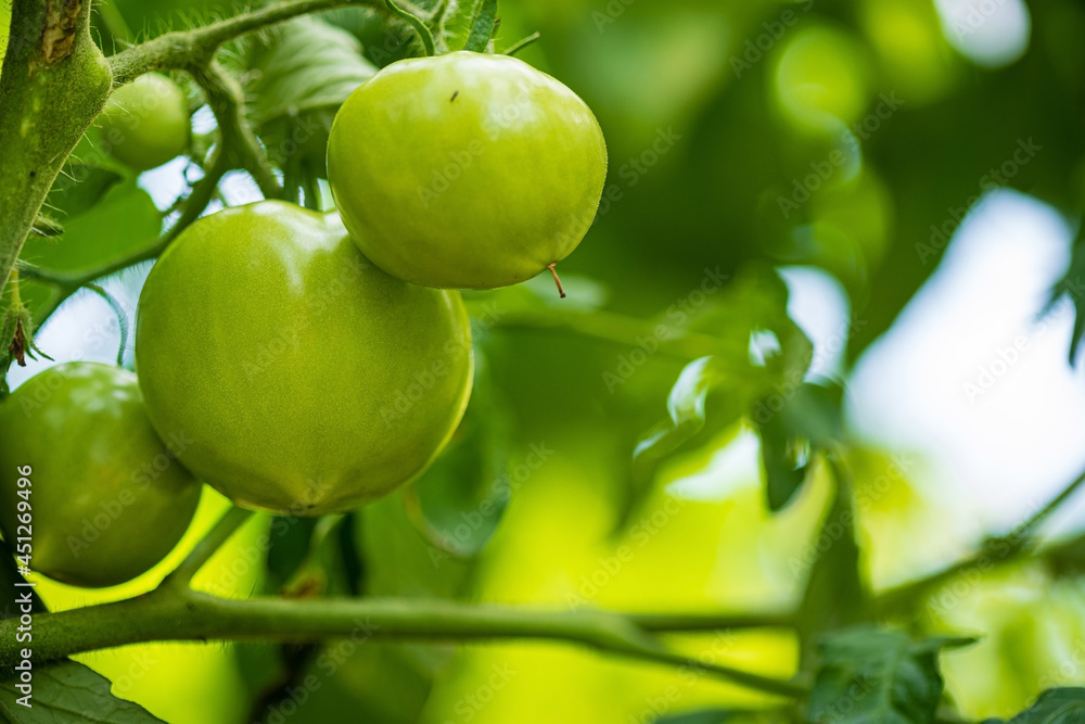 green tomatoes in the garden