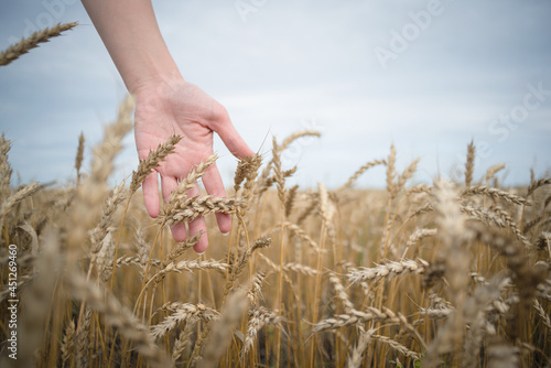 Farmer touches a wheat ear by her hand close up.