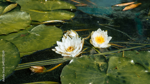 Lovely flowers White Nymphaea alba  commonly called water lily or water lily among green leaves and blue water