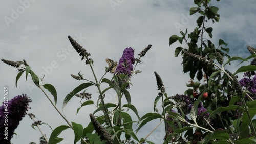 Papilio machaon, the Old World yellow swallowtail, a butterfly of the family Papilionidae. Beautiful Butterfly with black and yellow wings feeding on summer lilac, butterfly bush or Buddleja davidii photo