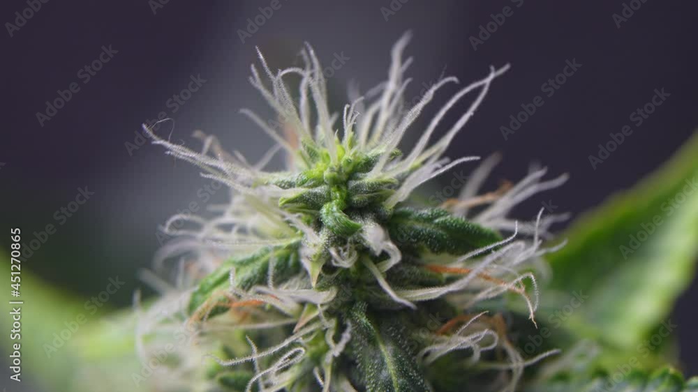 Close up an inserting of magnifying glass on a beautiful marijuana bud, alternative medical plants, the futuristic botanical researching, laboratory activity, macro shot a frosty cannabis flower Close up an inserting of magnifying glass on a beautiful marijuana bud, alternative medical plants, the futuristic botanical researching, laboratory activity, macro shot a frosty cannabis flower