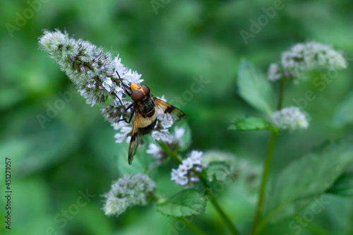 Insect on a mint flower