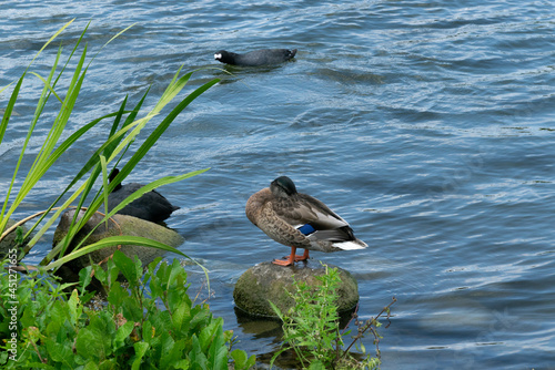 Kaczki, jezioro mazurskie photo