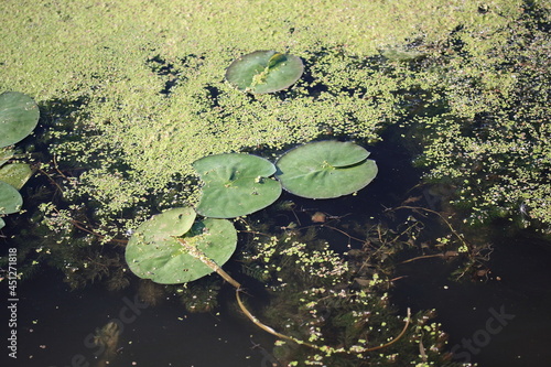 Green leaves of water lilies and other aquatic vegetation © MIKHAIL BATURITSKII	