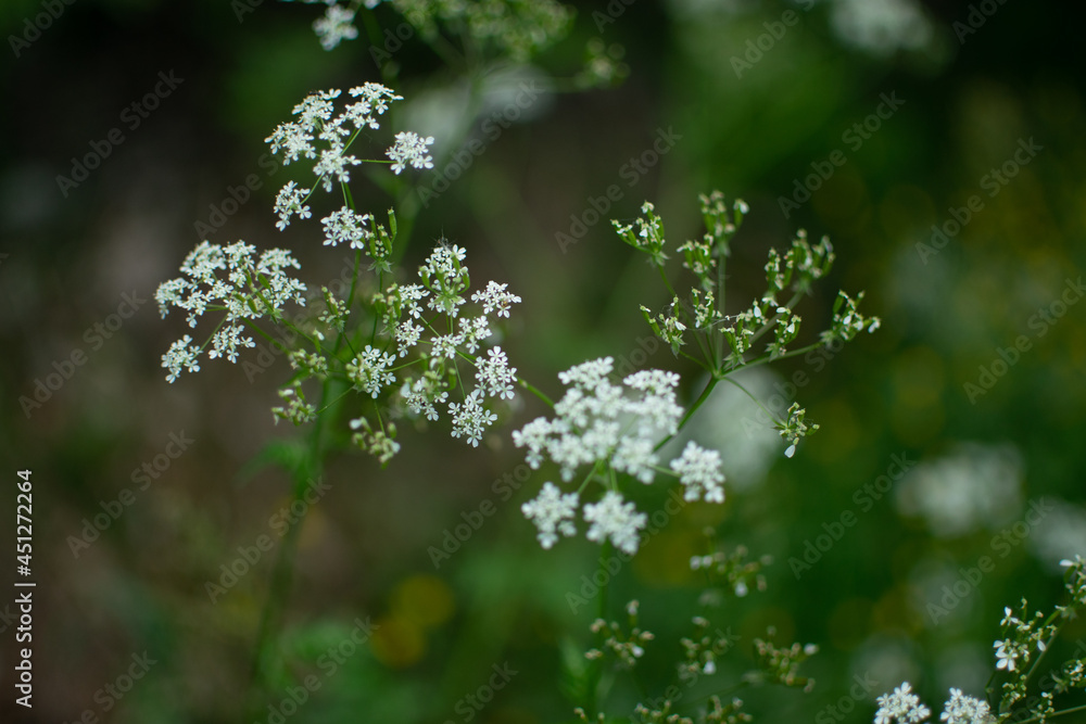 flowers in the forest flowers in the forest