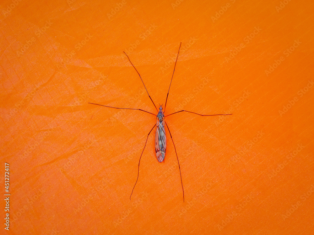 Big mosquito are sitting on an orange tent. Close-up. Big mosquito are sitting on an orange tent. Close-up.
