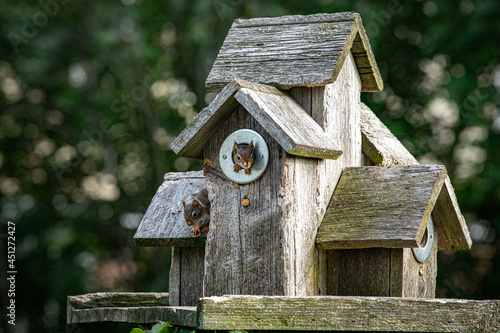 Baby red squirrel lives in bird house. © Jean-Claude Caprara