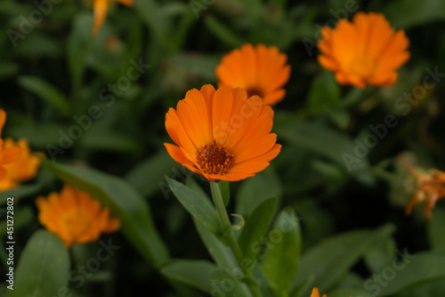 flores naranja