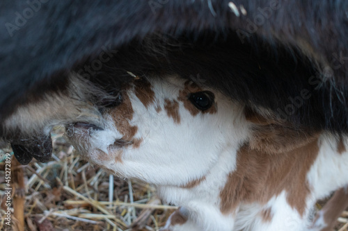 primer plano becerro 