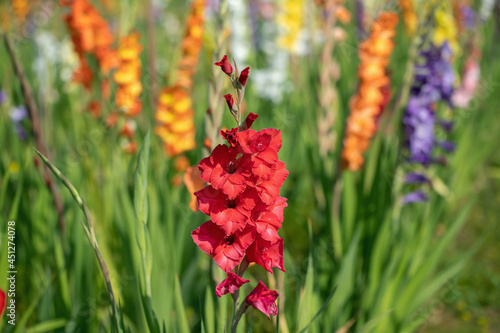 Red gladiolus spike in a flower field or cutting garden. Focus on the blossom with the bee.