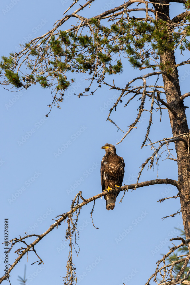 young strong eagle sitting on tree in summer young strong eagle sitting on tree in summer