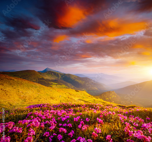 Fantastic scene with flowering hills illuminated by the sunset.
