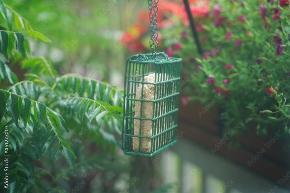 Suet birdfeeder hanging in backyard garden, selective focus