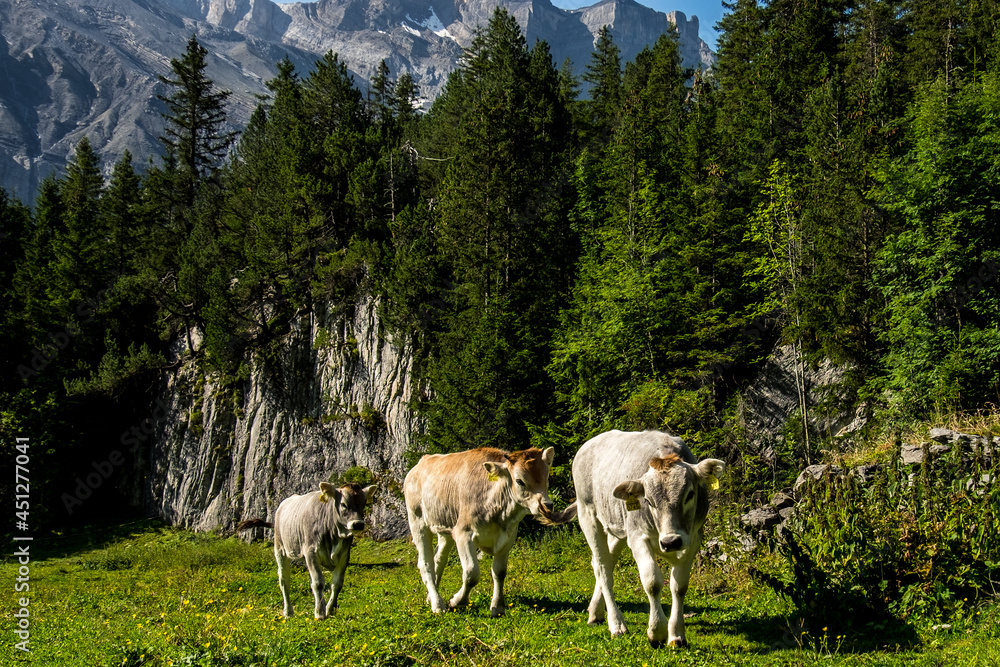 Fototapeta premium Landscape view of the Swiss Alpes, shot near Kandersteg, Bern, Switzerland