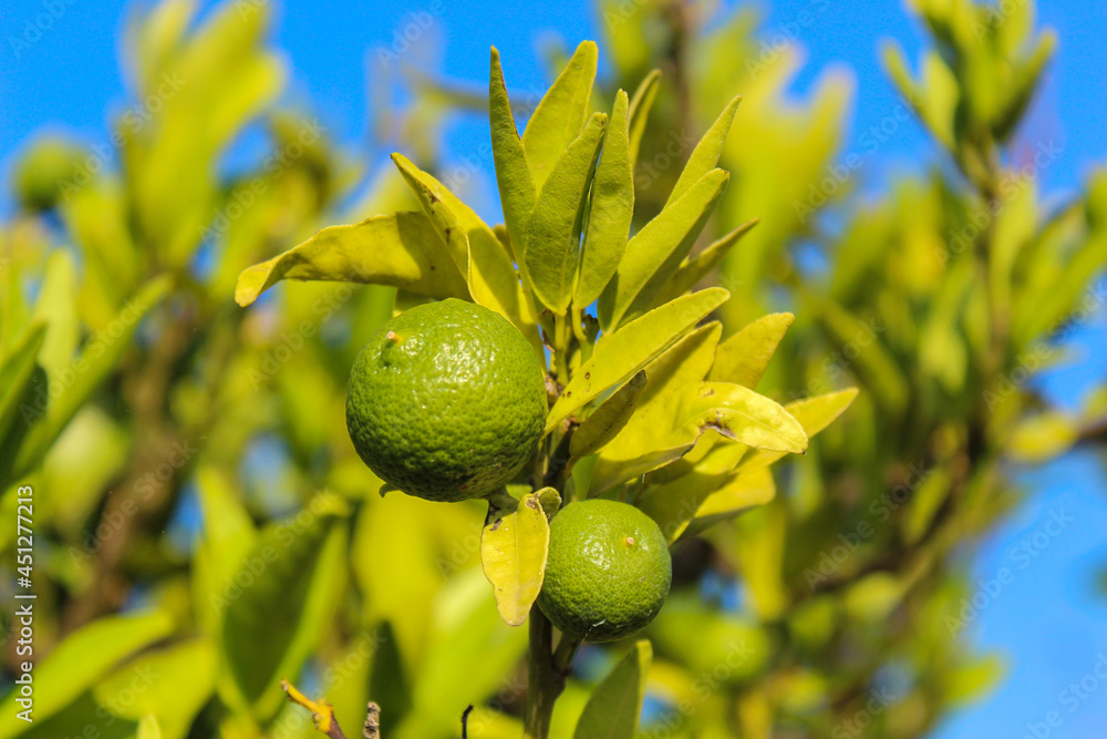 Naranja en crecimiento