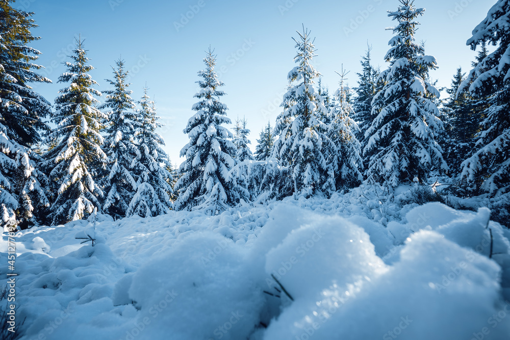Fototapeta premium Bright winter spruces in snow on a frosty day.