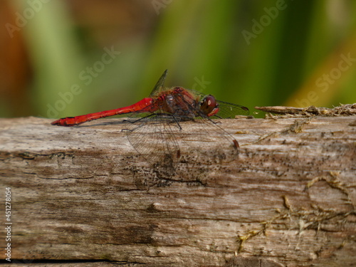 Ruddy darter (Sympetrum sanguineum) - red dragonfly resting on tree trunk, Gdansk, Poland
