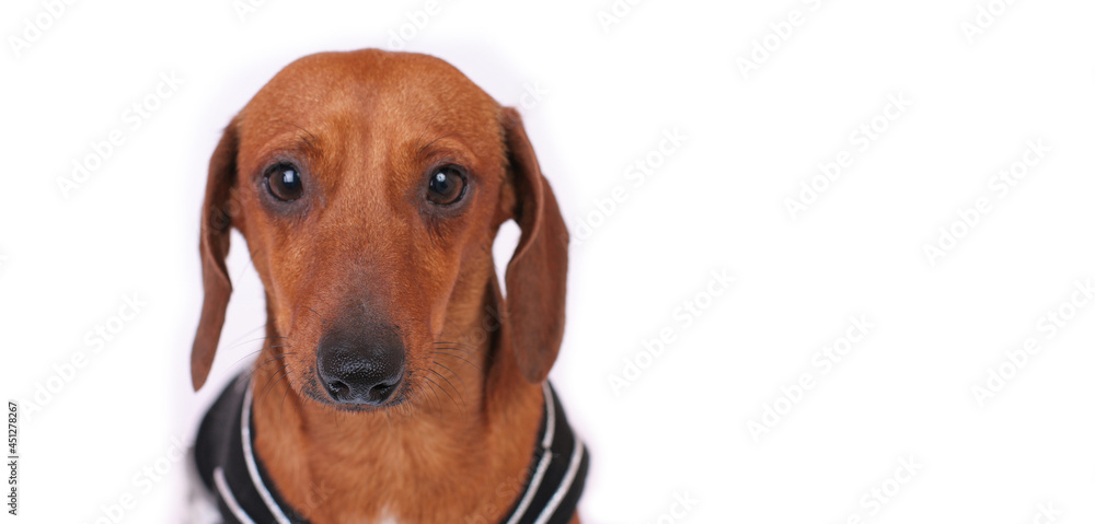 Red sad dog dachshund close-up on a white background. The muzzle of a dog.