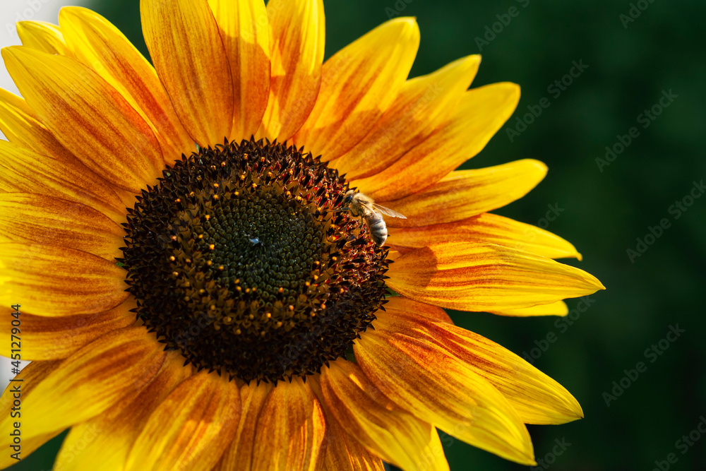 Naklejka premium Bee on a sunflower