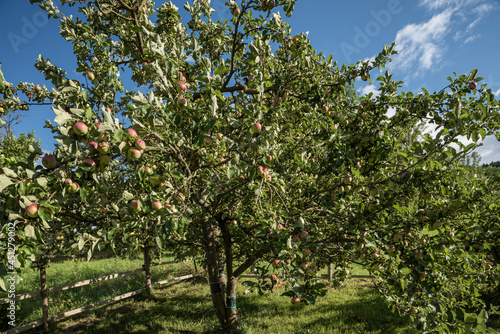 Apfelbäume mit Äpfeln in Thüringen im August