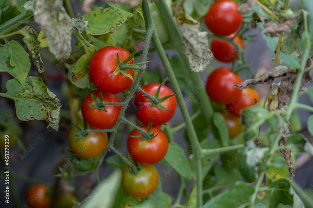 Growing cherry tomatoes in a garden