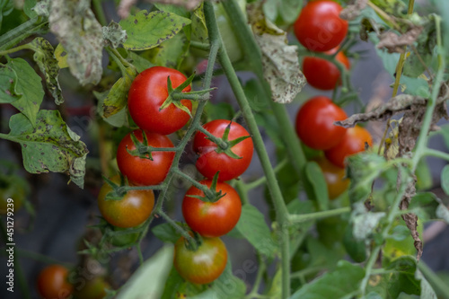 Growing cherry tomatoes in a garden