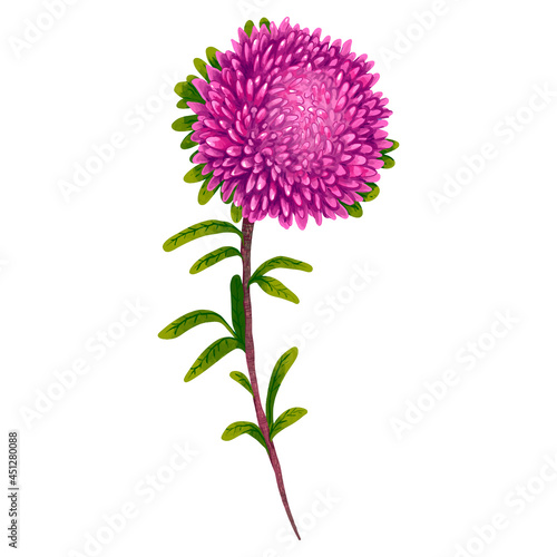 illustration aster purple burgundy flower beautiful in a bouquet