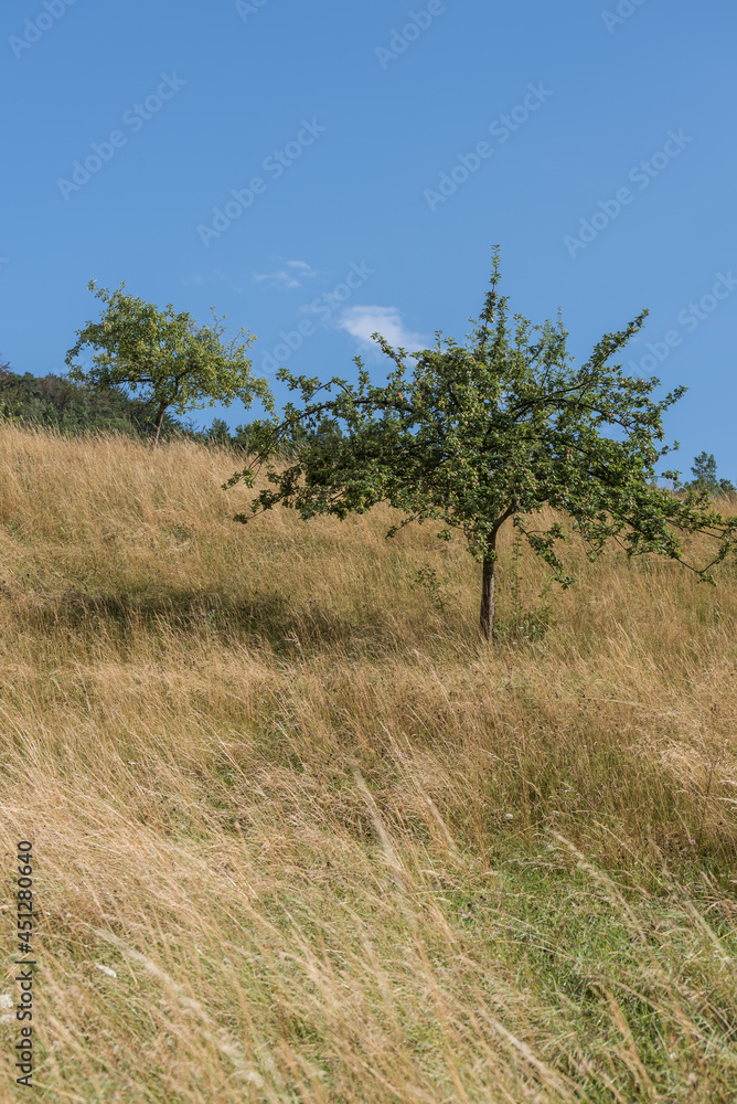 Obstbäume auf Wiese mit Himmel un Wolken Stock Photo