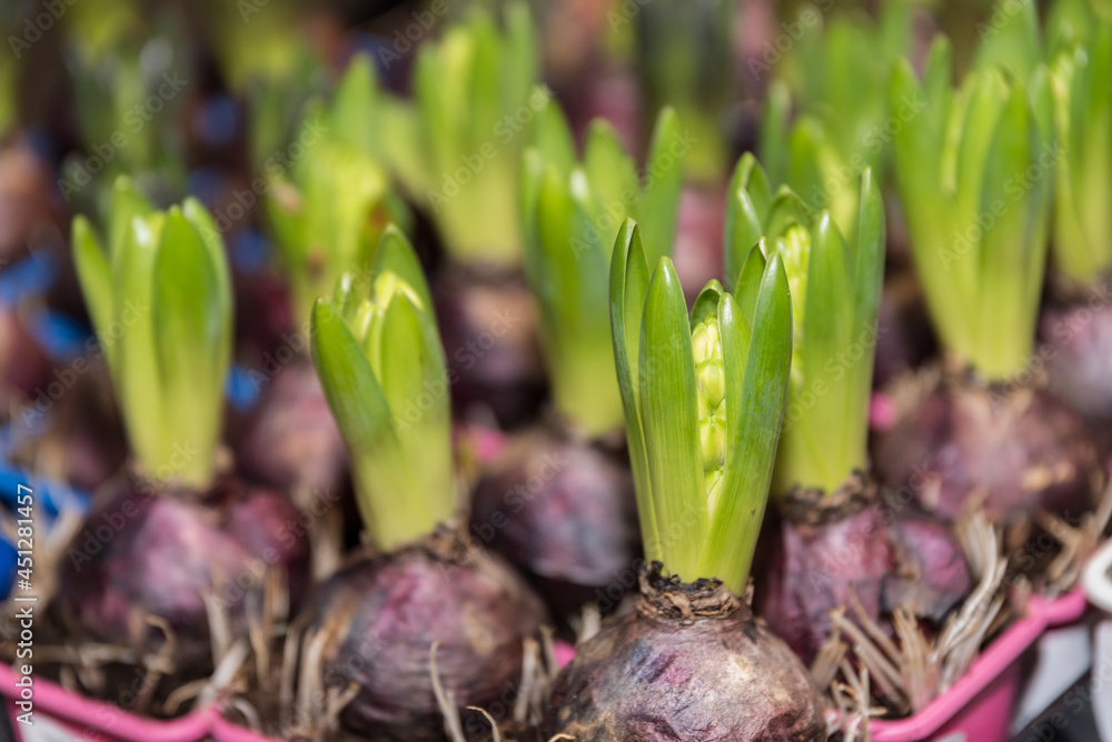 Obraz premium Erwachen eines Hyazinthenzwiebel